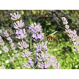 Obrázek pro produkt Koncentrovaný esenciální olej 15ml -  Levandula angustofolia